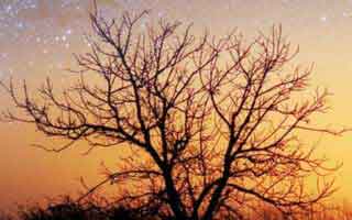 特斯拉比特币储备超12.5亿美元：机构投资如何引领加密货币未来