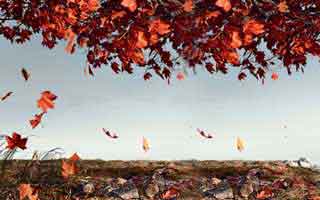 加密货币市场的牛市和熊市是什么？如何判断市场趋势？