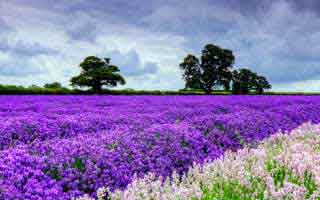 比特币创新高推动Metaplanet市值飙升，持仓量激增至7800枚